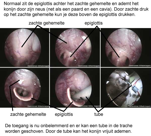 Een konijn intuberen.